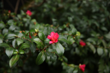 Camellia sasanqua RCP1-2019 (133).JPG